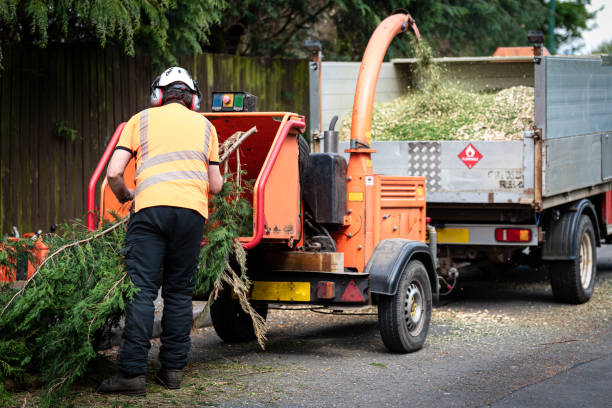  Sugar Creek, MO Tree Service Pros